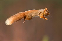 Red squirrel (Sciurus vulgaris) jumping with nut in mouth, Cairngorms National Park, Scotland, March 2012.