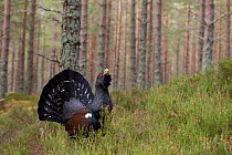 RF- Male capercaillie (Tetrao urogallus) displaying in pine forest, Cairngorms National Park, Scotland. March 2012. (This image may be licensed either as rights managed or royalty free.)