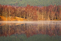 Birch woodland reflections at dawn in Loch Vaa, Scotland, March 2012.