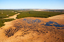 Aerial view across the Flow Country showing peatland pool system with commercial forestry plantations, Forsinard, Caithness, Scotland, UK, May.
