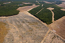 Aerial view of selectively felled forestry plantation planted on blanket bog, Forsinard, Caithness, Scotland, UK, May.