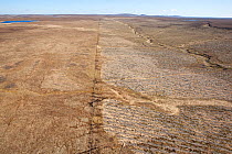Aerial view of felled forestry plantation planted on blanket bog, Forsinard, Caithness, Scotland, UK, May.