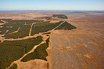 Aerial view of blocks of forestry plantation planted on blanket bog, with areas of selective felling, Forsinard, Caithness, Scotland, UK, May.