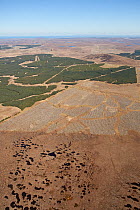 Aerial view of blocks of forestry plantation planted on blanket bog, with areas of selective felling, Forsinard, Caithness, Scotland, UK, May.