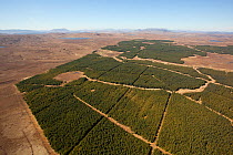 Aerial view of blocks of forestry plantation planted on blanket bog, Forsinard, Caithness, Scotland, UK, May.