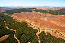 RF- Aerial view of blocks of forestry plantation planted on blanket bog. Forsinard, Caithness, Scotland. UK, May. (This image may be licensed either as rights managed or royalty free.)