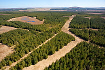 RF- Aerial view of blocks of forestry plantation planted on blanket bog. Forsinard, Caithness, Scotland, UK, May. (This image may be licensed either as rights managed or royalty free.)