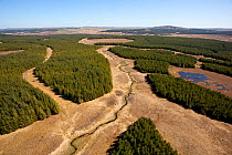 Aerial view of blocks of forestry plantation planted on blanket bog, Forsinard, Caithness, Scotland, UK, May. Did you know? Approximately 7% of Britain's land is covered in conifer plantations.