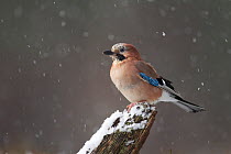 RF- Jay (Garrulus glandarius) in snowfall. Cairngorms National Park, Scotland, December. (This image may be licensed either as rights managed or royalty free.)