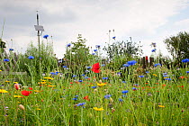 Meadow flowers at recultivated wildlife garden at the Birmingham EcoPark, a Black Country Living Wildlife Trust education centre in Small Heath, West Midlands, July 2011