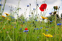 Meadow flowers at recultivated wildlife garden at the Birmingham EcoPark, a Black Country Living Wildlife Trust education centre in Small Heath, West Midlands, July 2011