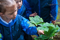 Child from Rowley View Nursery School examining leaf at the Moorcroft Environmental Centre Forest School, Moorcroft Wood, Moxley, Walsall, West Midlands, July 2011. Model released.