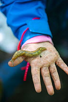 Child from Rowley View Nursery School holding slug in hand at the Moorcroft Environmental Centre Forest School, Moorcroft Wood, Moxley, Walsall, West Midlands, July 2011. Model released.