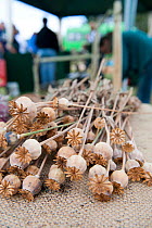 Dried poppy seed heads at the Country Living Wildlife Roadshow, Sandwell Park Farm, West Bromwich, West Midlands, August 2011.