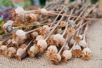 Dried poppy seed heads. Country Living Wildlife Roadshow, Sandwell Park Farm, West Bromwich, West Midlands, August 2011