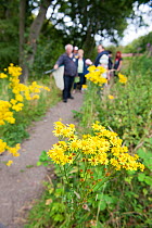 Ragwort flowering along path at the Black Country Living Wildlife Roadshow, Sandwell Park Farm, West Bromwich, West Midlands, August 2011