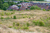 Views from the Rowley Hills across greenspace towards Dudley, Sandwell and Birmingham, West Midlands, August 2011