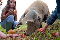 Children feeding windfall apples to Domestic pig, Old Sleningford Community Farm, North Yorkshire, England, UK, September 2011. Model released. Did you know? Pigs were domesticated around 13,000 BC.