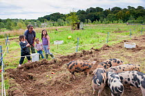 Woman and three children watching Domestic pigs  feeding on windfall apples, Old Sleningford Community Farm, North Yorkshire, England, UK, August 2011.