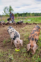 Woman and three children feeding windfall apples to Domestic pigs, Old Sleningford Community Farm, North Yorkshire, England, UK, August 2011. Model released.