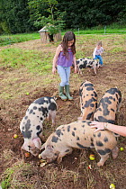 Children feeding windfall apples to Domestic pigs, Old Sleningford Community Farm, North Yorkshire, England, UK, August 2011. Model released.
