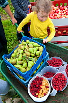 Young child with harvest of Pears , Apples and Raspberries , Old Sleningford Community Farm, North Yorkshire, England, UK, August 2011. Model released.