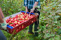 Volunteers carrying crate of Apples, Old Sleningford Community Farm, North Yorkshire, England, UK, August 2011. Model released.