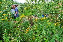 Volunteers in forest garden, with Common tansy (Tanacetum vulgare) in foreground, Old Sleningford Community Farm, North Yorkshire, England, UK, August 2011. Model released.