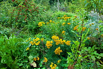 Common tansy (Tanacetum vulgare) growing in forest garden, Old Sleningford Community Farm, North Yorkshire, England, UK, September 2011. Model released.
