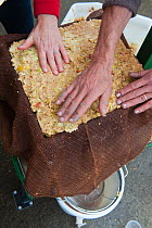 Apple pulp being pressed through gauze to extract juice, Old Sleningford Community Farm, North Yorkshire, England, UK, October 2011.