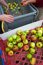 Apples being washed prior to being pressed for juice, Old Sleningford Community Farm, North Yorkshire, England, UK, October 2011.
