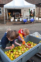 Children washing apples prior to making apple juice, Old Sleningford Community Farm, North Yorkshire, England, UK, October 2011.