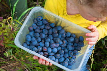 Child carrrying punnet of plums, Old Sleningford Community Farm, North Yorkshire, England, UK, October 2011.