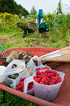 Raspberry harvest in tubs in wheelbarrow, Old Sleningford Community Farm, North Yorkshire, England, UK, September 2011.