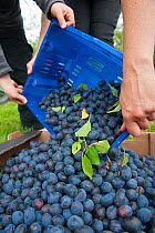 Volunteers harvesting plums, Old Sleningford Community Farm, North Yorkshire, England, UK, September 2011.