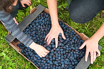 Box of plums picked by volunteers, Old Sleningford Community Farm, North Yorkshire, England, UK, September 2011.