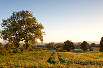 Early Oat fields, Haregill Lodge Farm, Ellingstring, North Yorkshire, England, UK, June