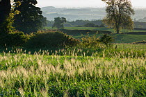 Barley field, Haregill Lodge Farm, Ellingstring, North Yorkshire, England, UK, June