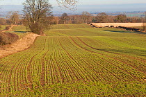 Early Oat fields, Haregill Lodge Farm, Ellingstring, North Yorkshire, England, UK, January