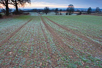 Early Oat fields, Haregill Lodge Farm, Ellingstring, North Yorkshire, England, UK, January