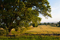 Barley crop in field, Haregill Lodge Farm, Ellingstring, North Yorkshire, England, UK, July.