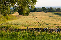 Barley crop in field, Haregill Lodge Farm, Ellingstring, North Yorkshire, England, UK, July.