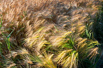 Ripe Barley crop in field, Haregill Lodge Farm, Ellingstring, North Yorkshire, England, UK, July.