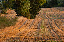 Stubble left in fields after harvest, Haregill Lodge Farm, Ellingstring, North Yorkshire, England, UK, September.