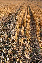 Stubble left in fields after harvest, Haregill Lodge Farm, Ellingstring, North Yorkshire, England, UK, September.