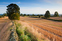 Stubble left in fields after harvest, Haregill Lodge Farm, Ellingstring, North Yorkshire, England, UK, September. Did you know? The unique culture, history and dialect of Yorkshire is celebrated on th...