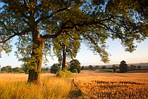 Oat fields, Haregill Lodge Farm, Ellingstring, North Yorkshire, England, UK, August.