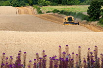 Combine harvester combining Oats, Haregill Lodge Farm, Ellingstring, North Yorkshire, England, UK, August.