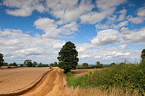 Combine harvester harvesting Oats, Haregill Lodge Farm, Ellingstring, North Yorkshire, England, UK, August.