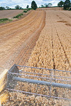 Reel of Combine harvester combining Oats, Haregill Lodge Farm, Ellingstring, North Yorkshire, England, UK, August.